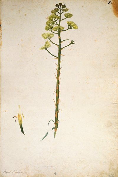Jacopo Ligozzin vuosisadan kasvin kukka (Agave americana). tekijältä Jacopo Ligozzi