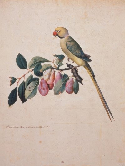 Prunus domestica, e Psittacus Alexandri. tekijältä Jacopo Ligozzi