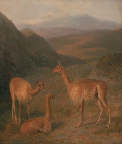 Vicunas tekijältä Jacques-Laurent Agasse