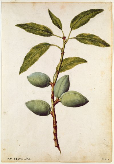 Manteli: Amygdalus communis, noin 1568, tekijä J.le Moyne de Morgue (noin 1530-88). tekijältä Jacques (1533-88) Le Moyne