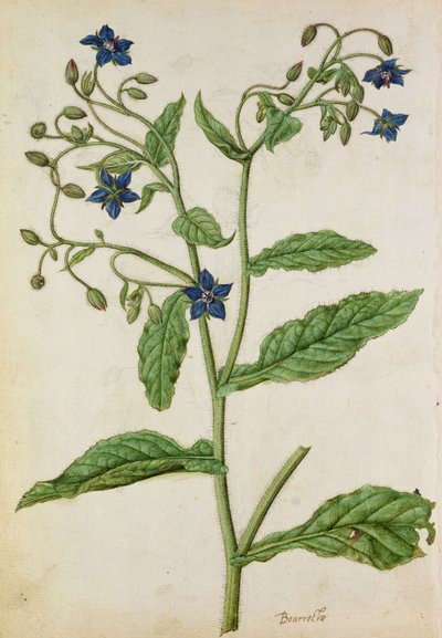 Borage: Borago officinalis, noin 1568, tekijä J.le Moyne de Morgue (noin 1530-88). tekijältä Jacques (1533-88) Le Moyne