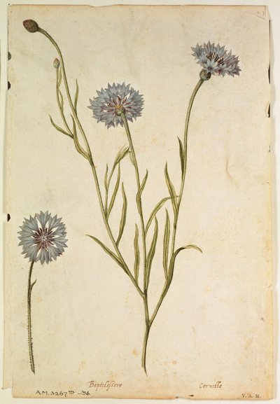 Ruiskaunokki: J.le Moyne de Morguesin (n.1530-88) tekemä Centaurea cyanus, n.1568. tekijältä Jacques (1533-88) Le Moyne