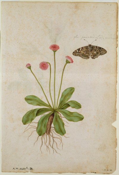 J.le Moyne de Morguesin (n.1530-88) Daisy: ja maalattu neitoperhonen, n.1568. tekijältä Jacques (1533-88) Le Moyne