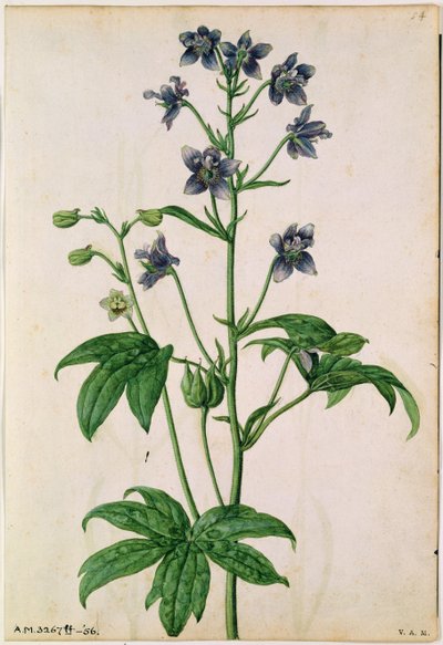 Delphinium: Le Moyne de Morgues (k.1588), noin 1568. tekijältä Jacques (1533-88) Le Moyne
