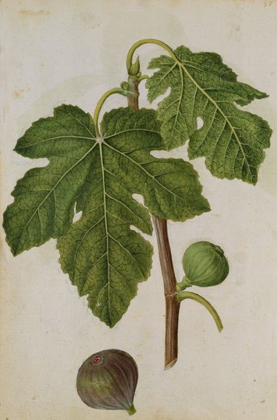 Kuva: J.le Moyne de Morguesin (n.1530-88) Ficus, noin 1568. tekijältä Jacques (1533-88) Le Moyne