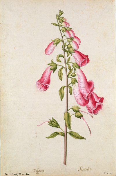 Ketunhansikkaat: J.le Moyne de Morguesin (n.1530-88) tekemä Digitalis purpurea, noin 1568. tekijältä Jacques (1533-88) Le Moyne