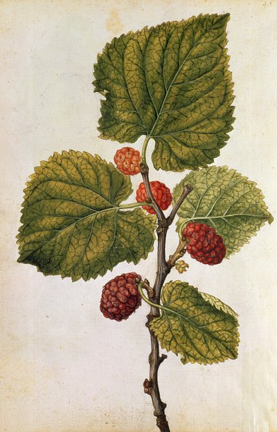 Mulberry: Morus Nigra, n. 1568 (värilitra) tekijältä Jacques (1533-88) Le Moyne