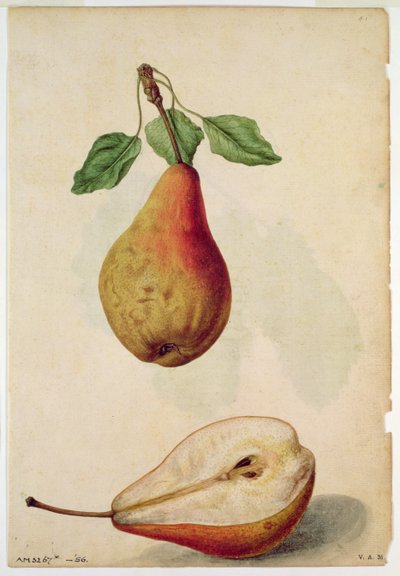 Päärynä: Pyrus communis, noin 1568, tekijä J.le Moyne de Morgues (noin 1530-88). tekijältä Jacques (1533-88) Le Moyne