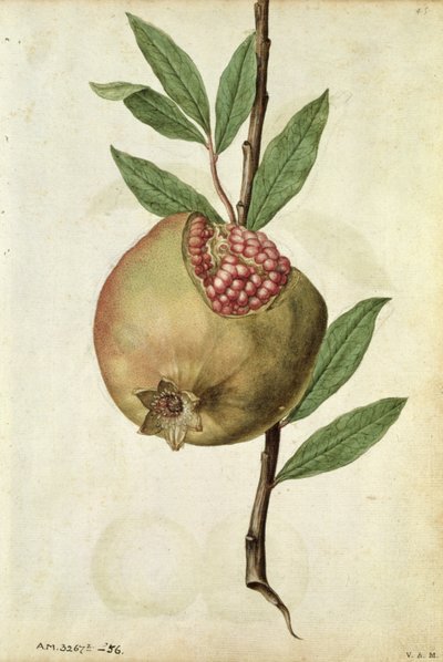 Granaattiomena: Punica granatum, noin 1568, tekijä J.le Moyne de Morgues (noin 1530-88). tekijältä Jacques (1533-88) Le Moyne