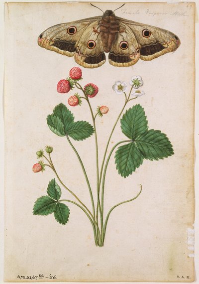 Mansikka: J.le Moyne de Morguesin (n.1530-88) tekemä, noin 1568. tekijältä Jacques (1533-88) Le Moyne