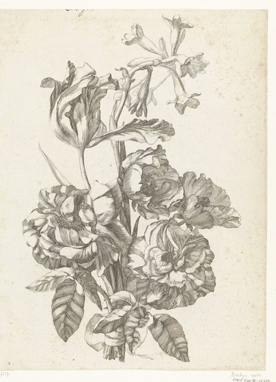 Kukkakimppu pioneja, tulppaania ja brodiaeaa Diverse Fleurs mises en Boucquets (sarjan nimi) tekijältä Jacques Bailly (I)
