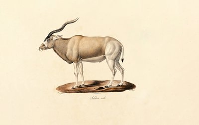 Addax Antilooppi tekijältä Jacques Christophe Werner