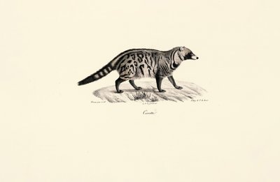 Afrikkalainen civet (Civettictis civetta) tekijältä Jacques Christophe Werner