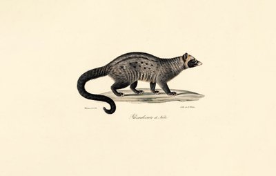 Afrikkalainen civet tekijältä Jacques Christophe Werner