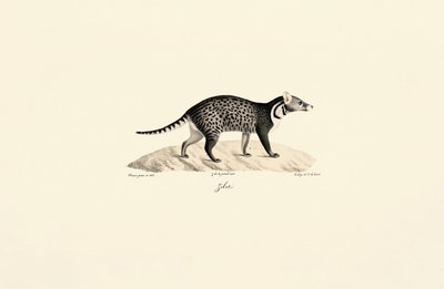 Afrikkalainen civet tekijältä Jacques Christophe Werner