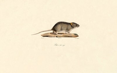  tekijältä Jacques Christophe Werner