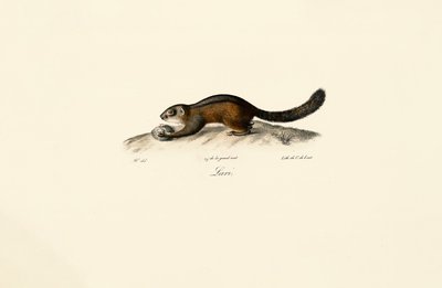 American Marten tekijältä Jacques Christophe Werner