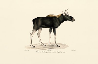 Amerikanhirvi (Alces americanus) tekijältä Jacques Christophe Werner