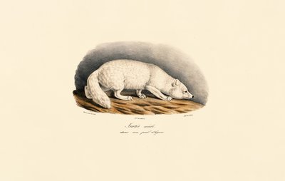  tekijältä Jacques Christophe Werner