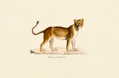 Barbary Lioness in Profile tekijältä Jacques Christophe Werner
