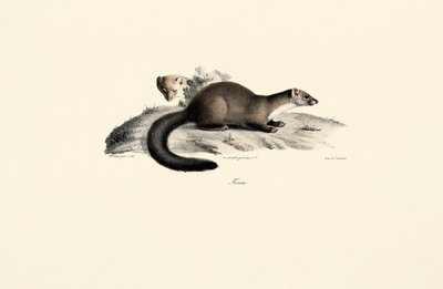 Beech Marten tekijältä Jacques Christophe Werner