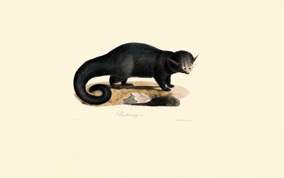 Binturong (Arctictis binturong) tekijältä Jacques Christophe Werner
