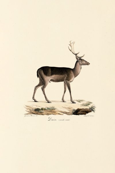 Musta metsäkauris muunnelma tekijältä Jacques Christophe Werner