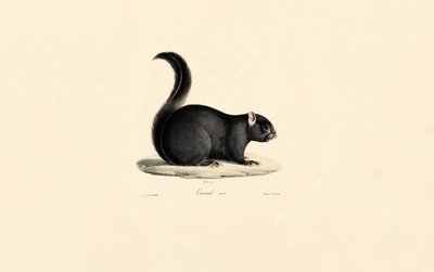 Musta orava tekijältä Jacques Christophe Werner