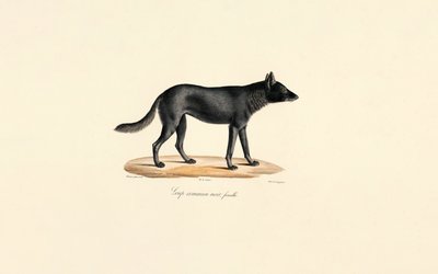  tekijältä Jacques Christophe Werner