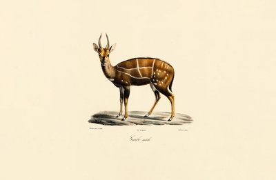 Bushbuck (uros) tekijältä Jacques Christophe Werner