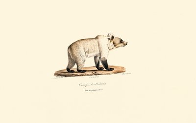 Kantabrian ruskeakarhu (Ursus arctos pyrenaicus) tekijältä Jacques Christophe Werner
