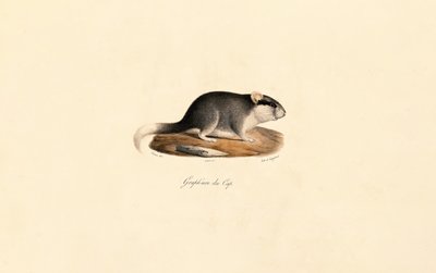 Cape Dormouse tekijältä Jacques Christophe Werner