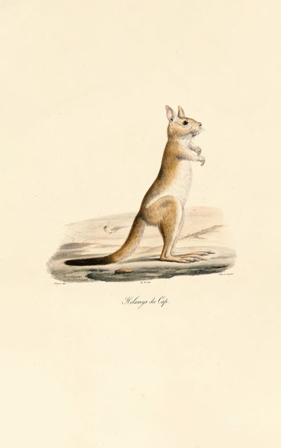 Cape Jumping Hare tekijältä Jacques Christophe Werner