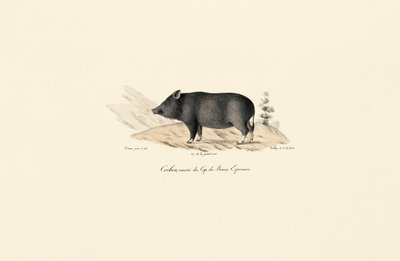 Cape Warthog tekijältä Jacques Christophe Werner