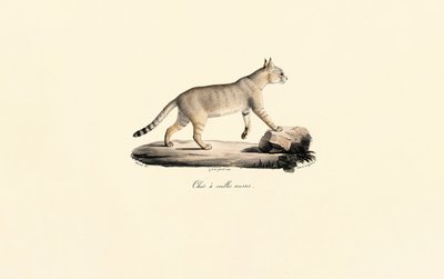 Caracal tekijältä Jacques Christophe Werner