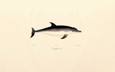 Delfiini tekijältä Jacques Christophe Werner