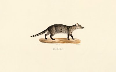 Yhteinen Genet tekijältä Jacques Christophe Werner