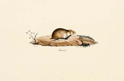 Yhteinen hamsteri tekijältä Jacques Christophe Werner