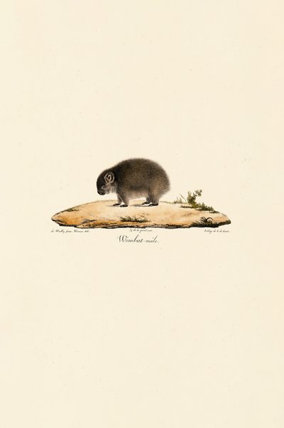 Wombat (uros) tekijältä Jacques Christophe Werner