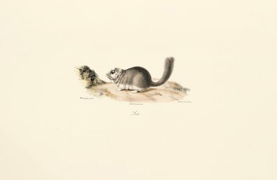 Coypu tekijältä Jacques Christophe Werner