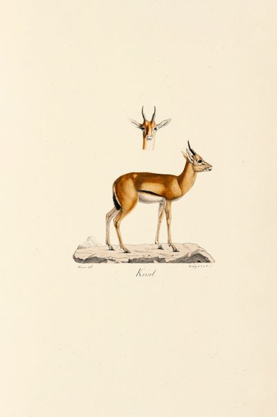 Dorcas Gazelle tekijältä Jacques Christophe Werner