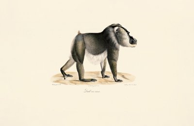  tekijältä Jacques Christophe Werner