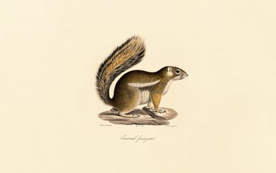 Itäinen liito-orava tekijältä Jacques Christophe Werner
