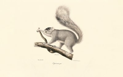 Itäinen harmaa orava tekijältä Jacques Christophe Werner