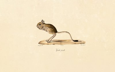 Egyptiläinen gerbiili (naaras) tekijältä Jacques Christophe Werner