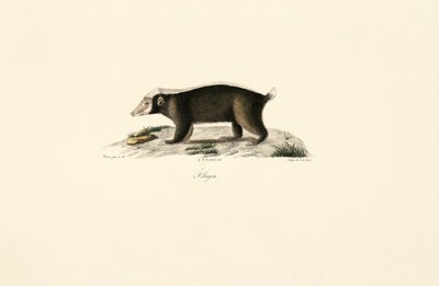 Mäyrä tekijältä Jacques Christophe Werner