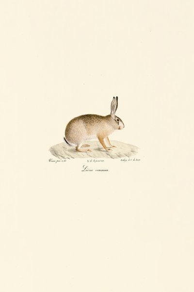 Eurooppalainen jänis tekijältä Jacques Christophe Werner