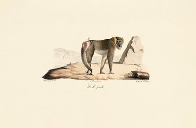  tekijältä Jacques Christophe Werner