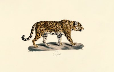  tekijältä Jacques Christophe Werner