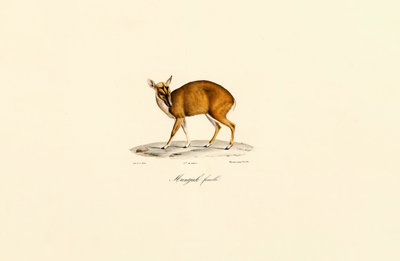 Naaras Muntjac tekijältä Jacques Christophe Werner
